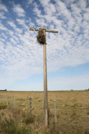 Vogelnest im Strommast